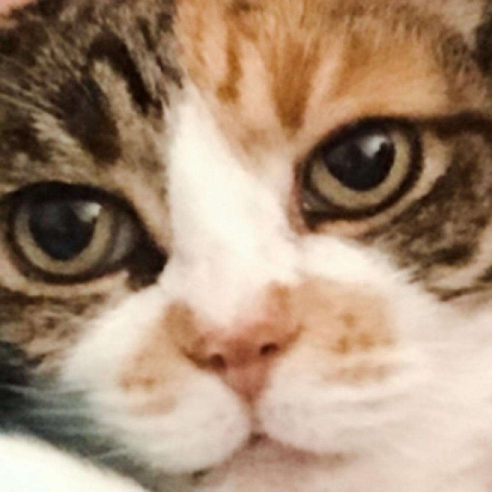 Meet your Posher, Ella